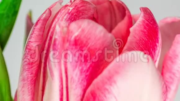 浅粉红色双牡丹郁金花在白色背景上绽放的时间推移麦可可视频的预览图