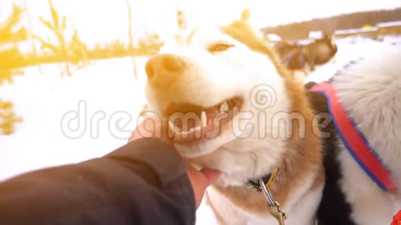 一个男人在阳光明媚的天气里抚摸一只雪橇狗动作缓慢视频的预览图