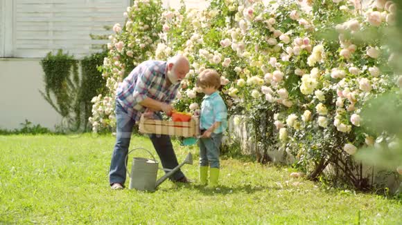 快乐的园丁有春天的花在花园里工作祖父快乐爷爷和他的孙子在视频的预览图