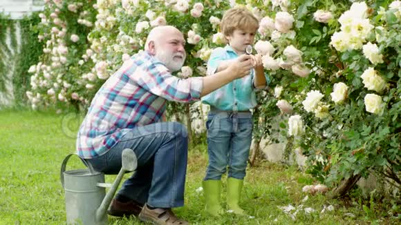 园丁在他的花园里剪花祖父和她的孙子带着鲜花在花园里享受种植视频的预览图