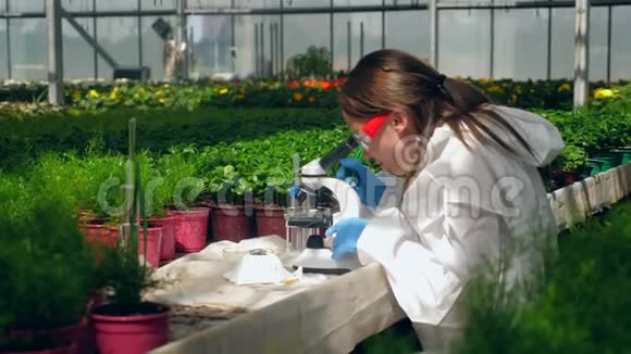 一名妇女在温室里用显微镜检查植物视频的预览图