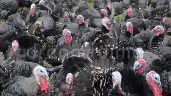 免费牧场上的火鸡一群火鸡在绿野上寻找食物国内男性火鸡特写土耳其汤姆和视频的预览图