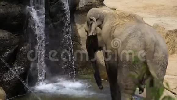 大象在瀑布旁喝水视频的预览图