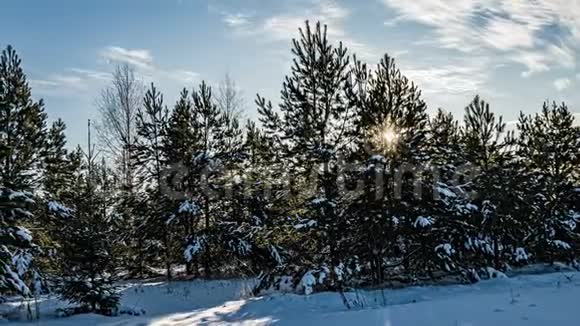 冬天在森林里下雪圣诞节晚上下雪在圣诞公园里下雪了美丽美丽视频的预览图