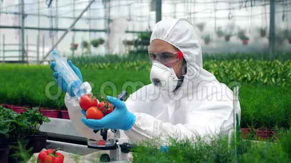 工人用大注射器注射西红柿科学家使用有毒农药杀虫剂与作物一起工作视频的预览图