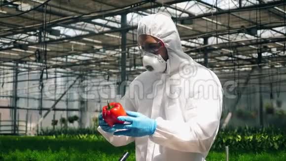 农学家在温室里给胡椒注入液体视频的预览图