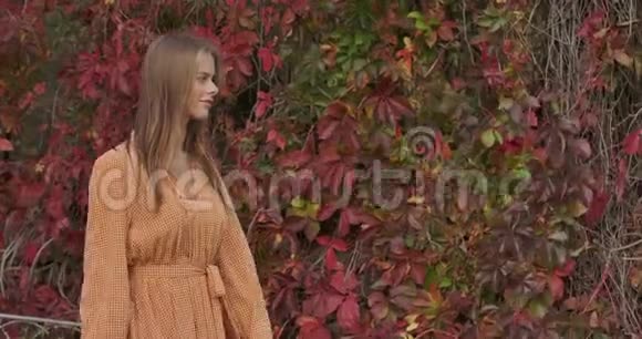 迷人的黑发白种人女人走在秋天的树木与红叶看着周围年轻漂亮的女士视频的预览图