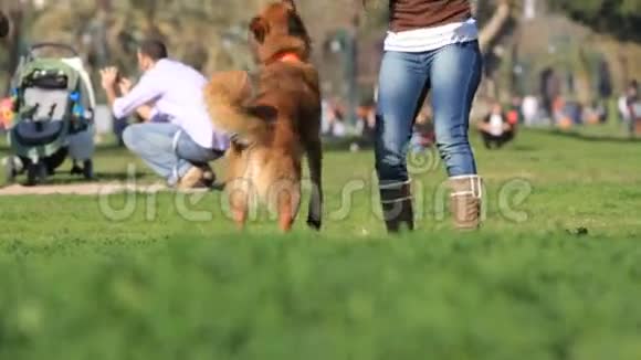 女人和狗在公园里玩耍视频的预览图