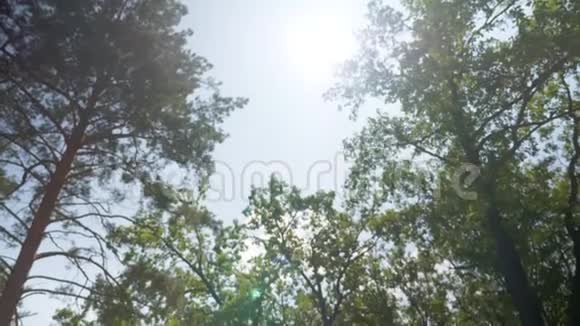独自一人的女人在游泳池里放松在后景中用松树顶从天空倾斜全景视频的预览图