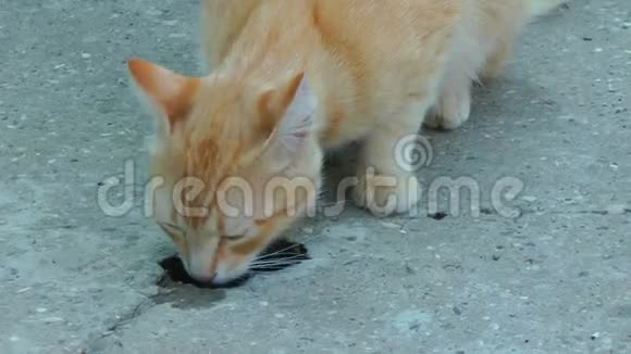 无家可归的红猫从水坑里喝水视频的预览图