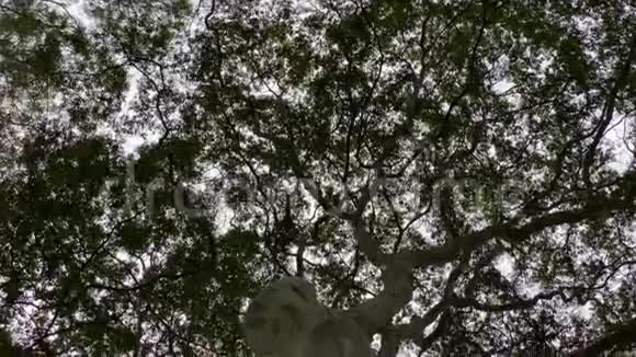 倾斜一棵树用绿叶把大树干向上倾斜视频的预览图