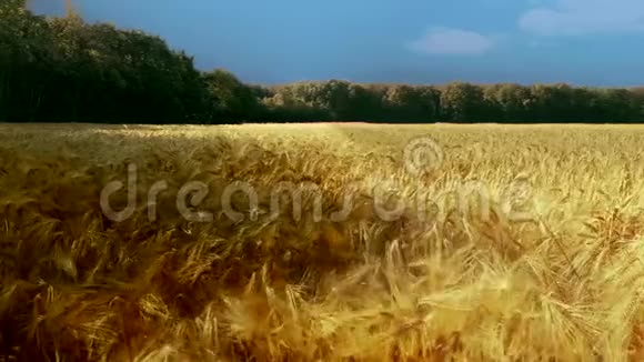 大黄有机植物麦田在大风天气中缓慢移动视频的预览图