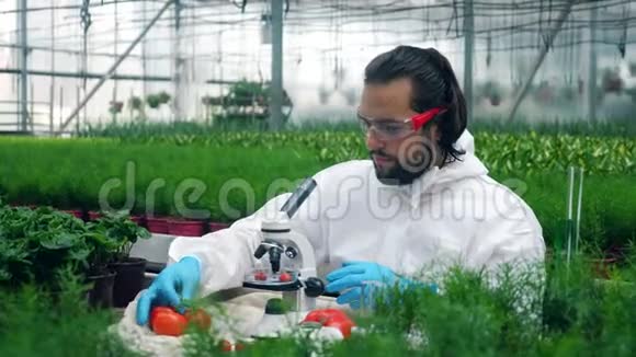 植物学家在温室里用注射器和西红柿一起工作视频的预览图