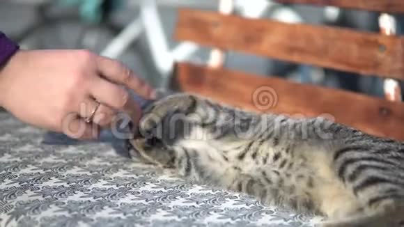 女人宠物和在户外玩可爱的小猫视频的预览图