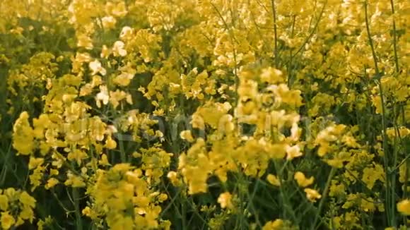 灰色天空下巨大的亮黄色有机植物油菜花田4k慢速全景视频的预览图