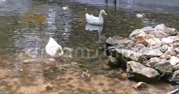 两只白鸭和小鸭子在河里游泳视频的预览图