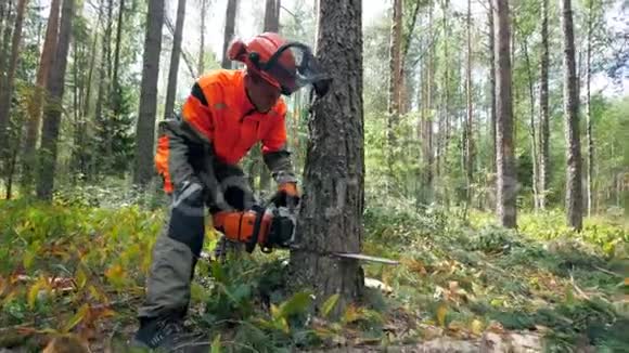 一个人用电锯砍树视频的预览图