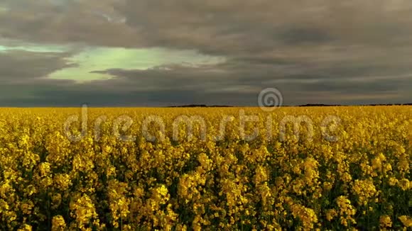 灰色天空下巨大的黄色有机植物油菜花田4k慢镜头全景视频的预览图