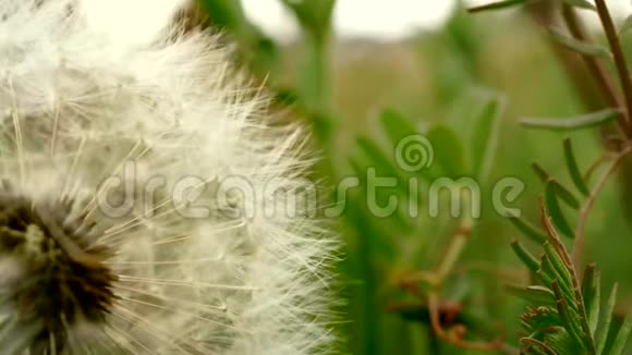 有机花植物场上生长的蓬松白色种子蒲公英慢镜头视频的预览图