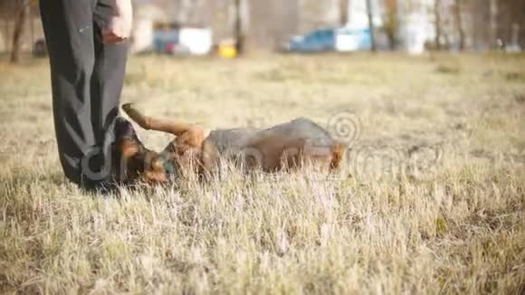 一只德国牧羊犬在驯兽师指挥下翻滚视频的预览图