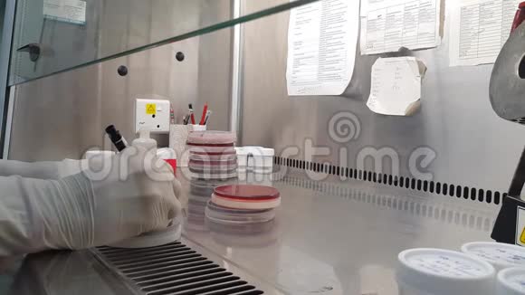 微生物实验室用带手套的手在油烟罩上标记培养板视频的预览图