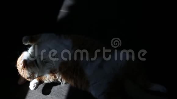 睡在地板上的红白猫的俯视图视频的预览图
