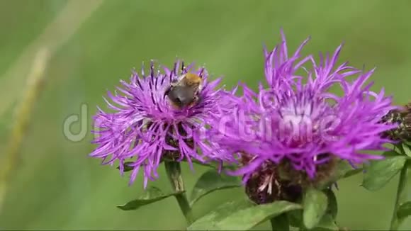一只大黄蜂在花丛中的矢车菊视频的预览图
