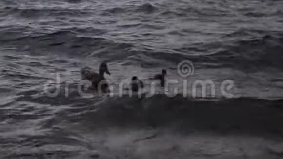 暴风雨中带着小鸭子在海浪中视频的预览图