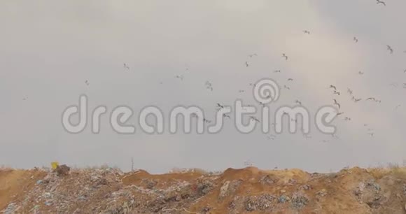垃圾鸟海鸥在垃圾填埋场吃东西堆填的鸟飞过来视频的预览图