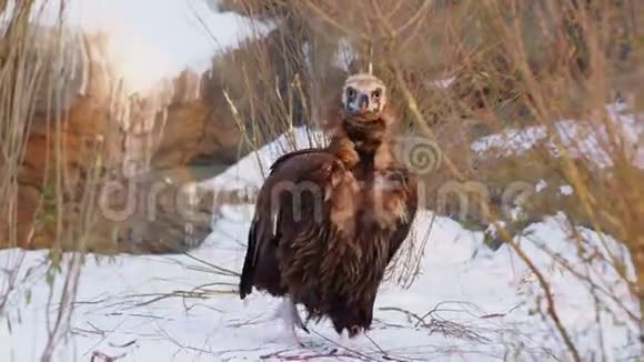 现代动物园里秃鹫带着雪走在岩石上视频的预览图