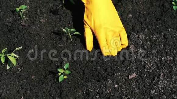 农夫双手戴上手套在地上种上新鲜的庄稼苗视频的预览图