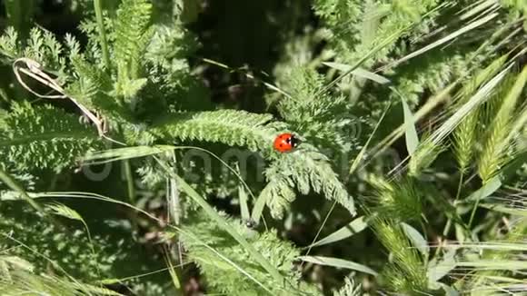 植物绿叶上的9月球菌视频的预览图