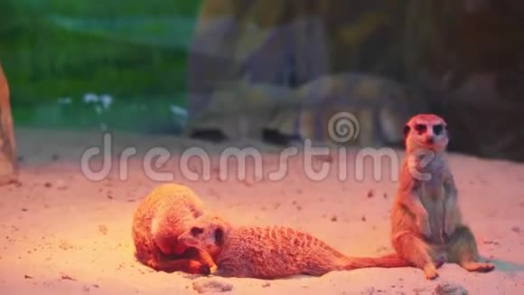 有趣的猫鼬在动物园里舒适地躺在沙滩上视频的预览图