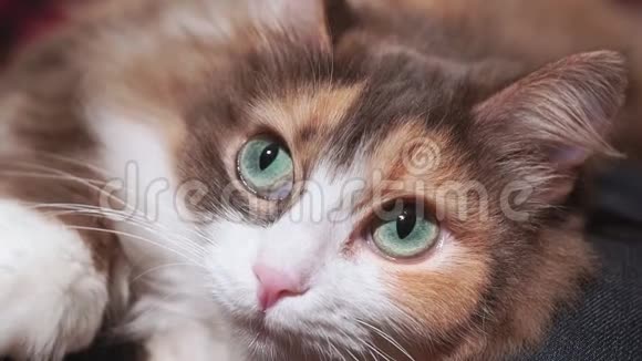 特写中猫的肖像一只可爱的小宠物在女主人的膝上视频的预览图