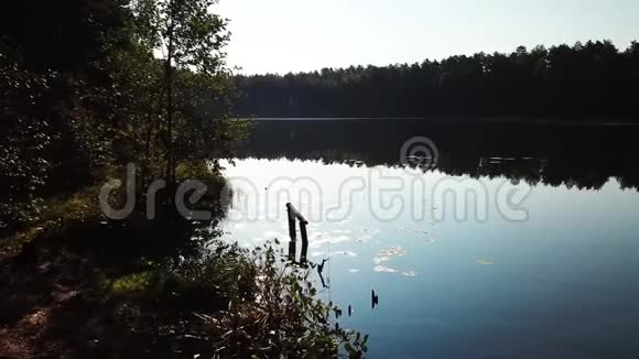 早晨在斯特雷什诺湖畔的松林中视频的预览图
