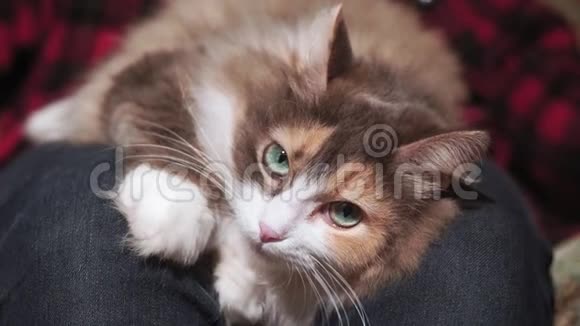 宠物闭上猫绿色的眼睛看起来可爱和蓬松宠物肖像视频的预览图