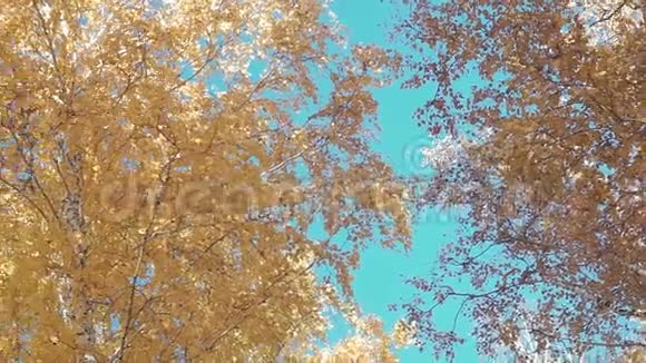 秋天的黄叶映衬着蓝天自然背景视频的预览图