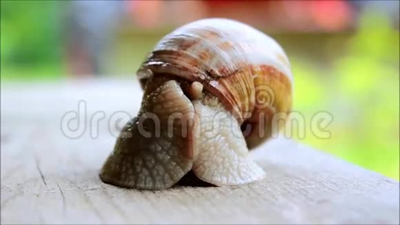 蜗牛在缓慢运动视频的预览图