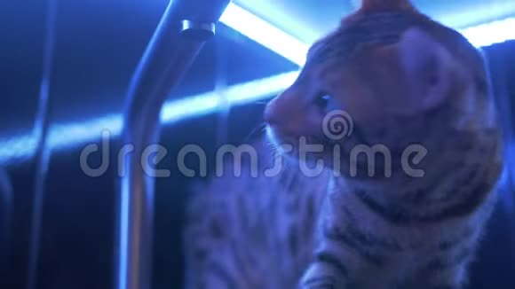 年轻的范妮孟加拉猫在玩水厨房里的猫水从水龙头里滴下来猫饮料视频的预览图