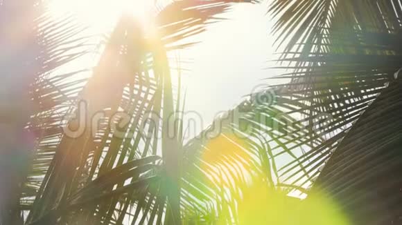 棕榈树叶和温暖热带雨水之间的抽象阳光视频的预览图