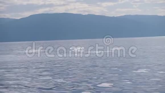 一群海豚跳出水面一起在海洋中游泳视频的预览图