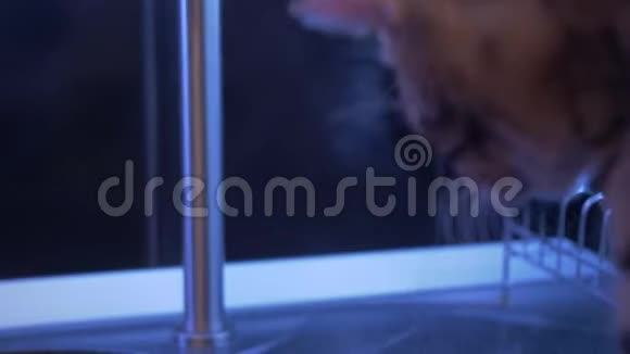 年轻的范妮孟加拉猫在玩水厨房里的猫水从水龙头里滴下来猫饮料视频的预览图