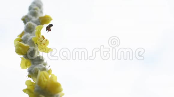 蜜蜂盘旋和授粉穆莱因视频的预览图