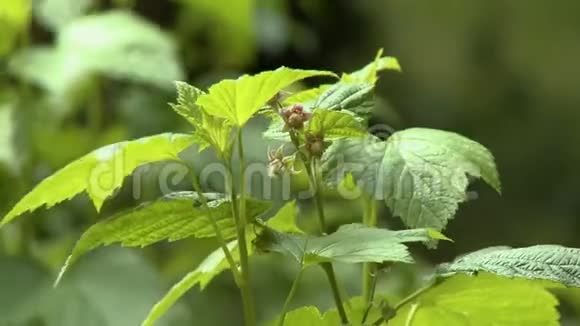 萌芽星花植物视频的预览图
