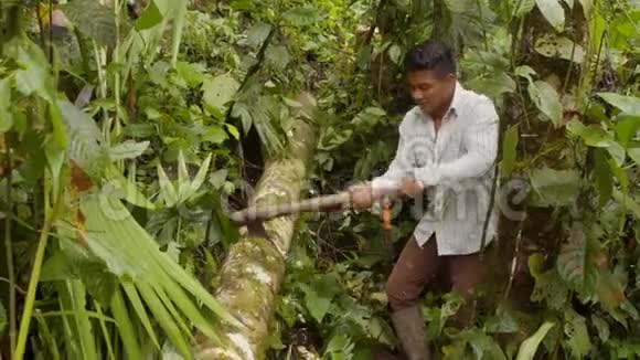 人在森林里砍树视频的预览图