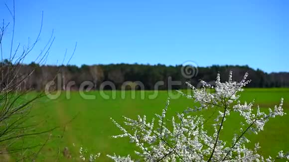 前景中有白色花朵的植物背景中有广阔的田野视频的预览图