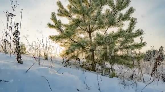 一片美丽的冬天一棵年轻的松树在美丽的冬天背景下随着时间的流逝而降雪视频的预览图