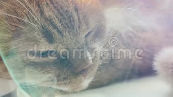 特写红白猫大眼睛躺着阳光对背景的影响视频的预览图