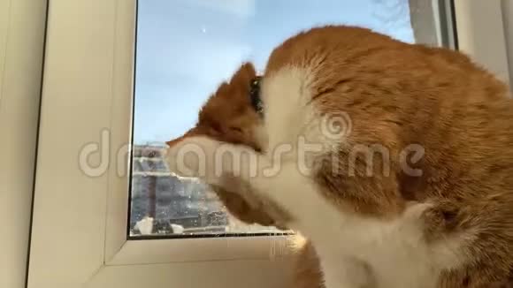 红白猫舔和清理他的头和爪子视频的预览图