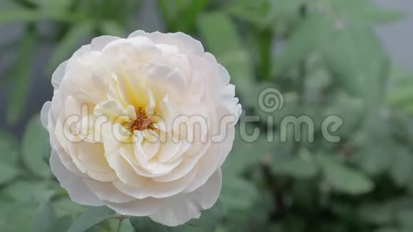 4玫瑰花场上美丽的白色玫瑰花和绿叶背景视频的预览图